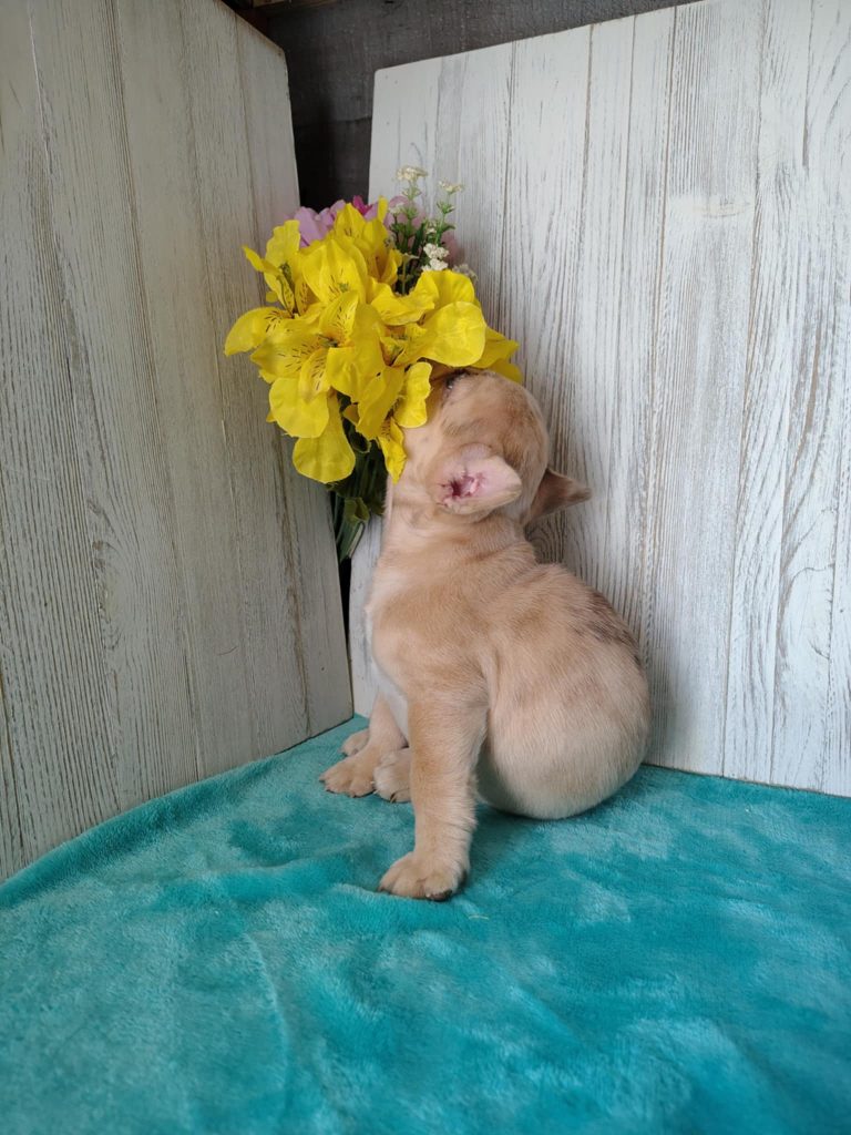 Olive | Blue Fawn Merely French Bulldog Female | Available in April 2025