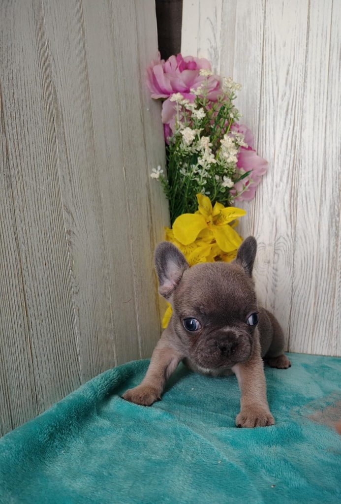 Navy | Blue Sable French Bulldog Male | Available in May 2025