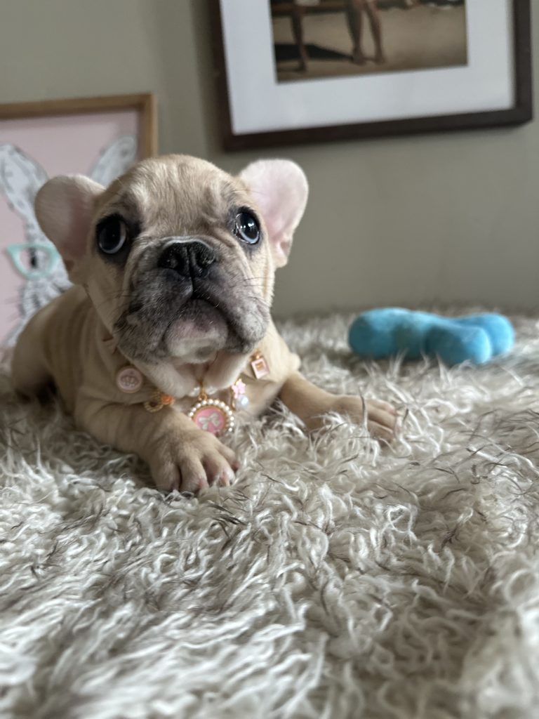 Lily | Fawn Merle French Bulldog Female | Available Now