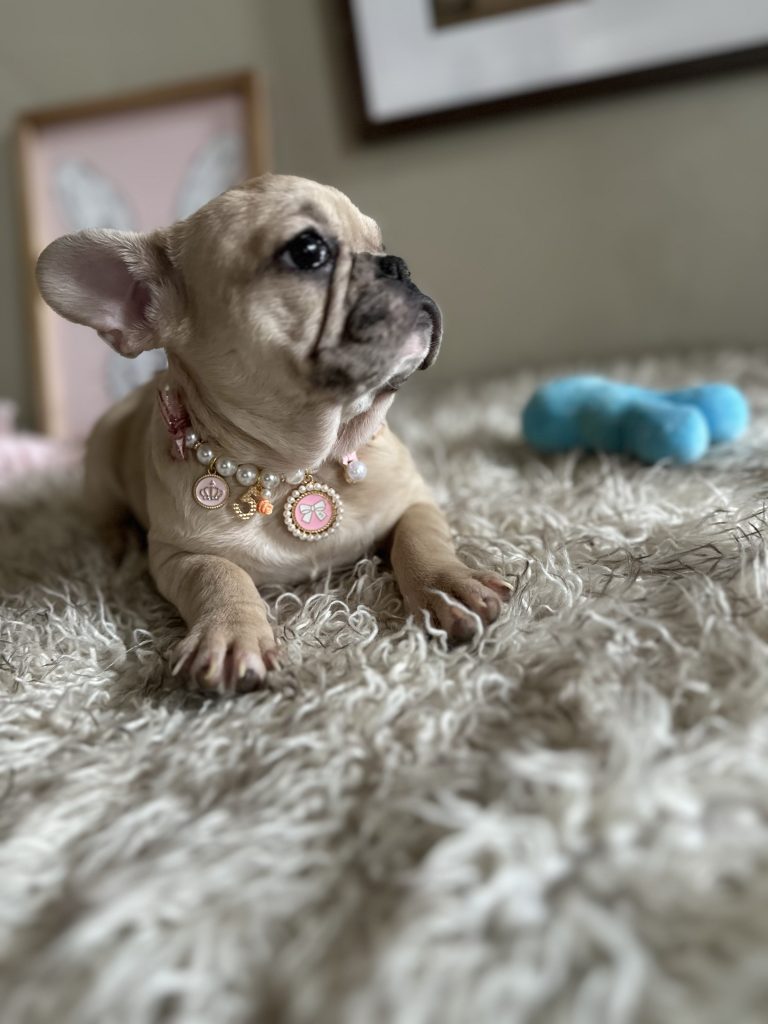 Lily | Fawn Merle French Bulldog Female | Available Now
