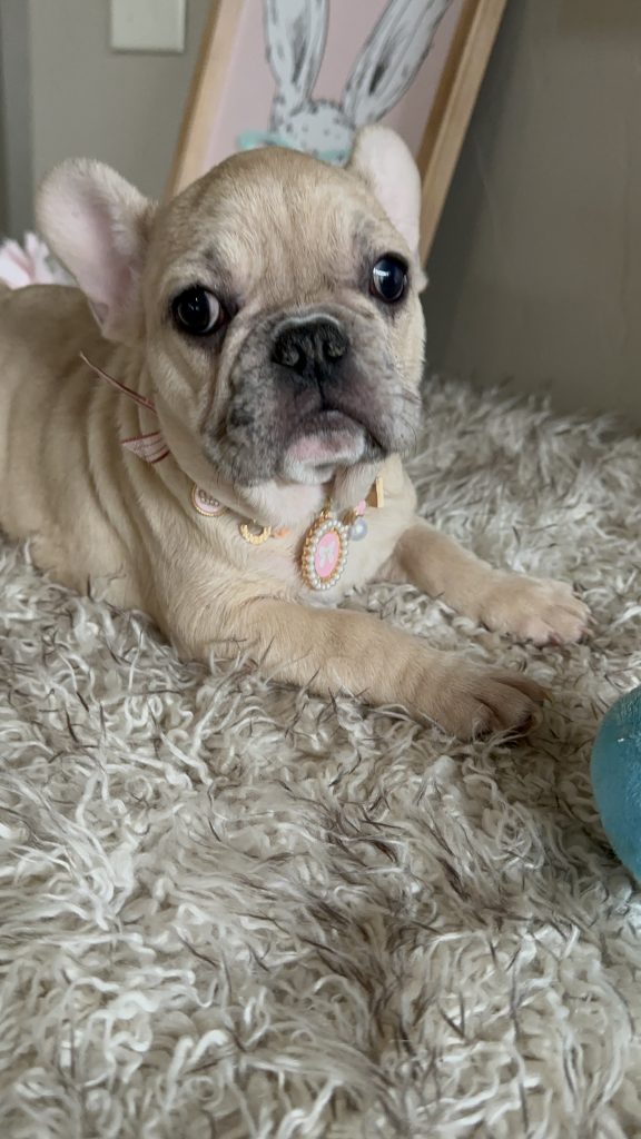 Lily | Fawn Merle French Bulldog Female | Available Now