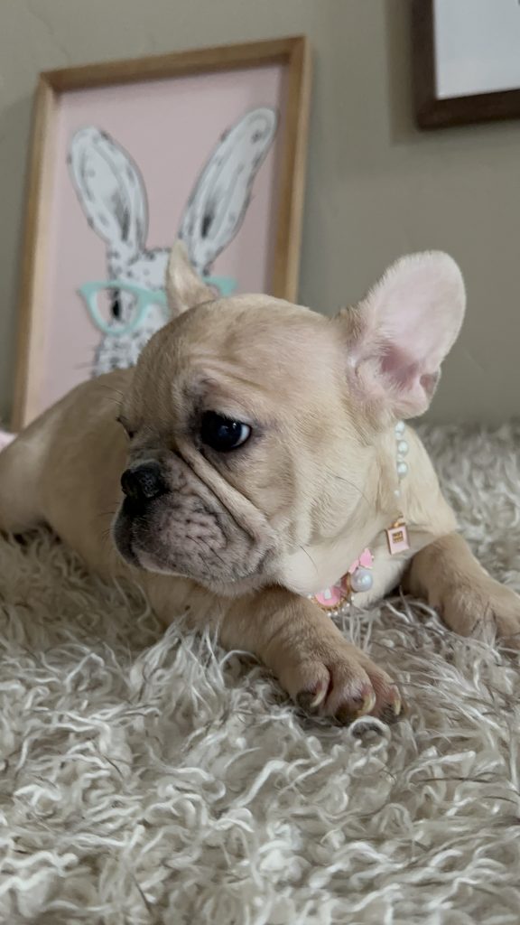 Lily | Fawn Merle French Bulldog Female | Available Now