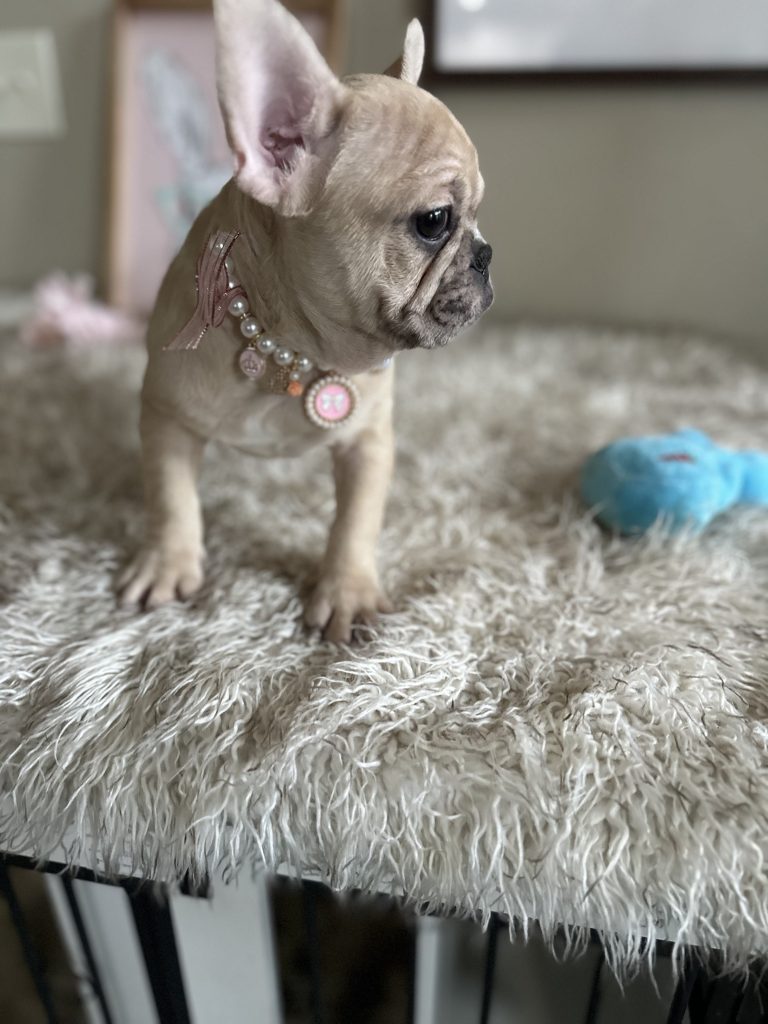 Lily | Fawn Merle French Bulldog Female | Available Now