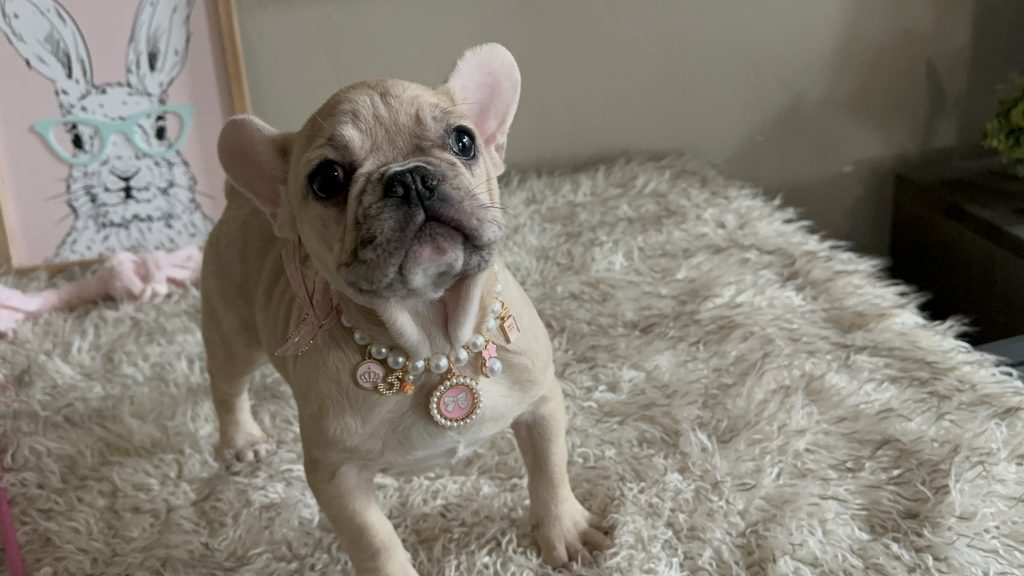 Lily | Fawn Merle French Bulldog Female | Available Now