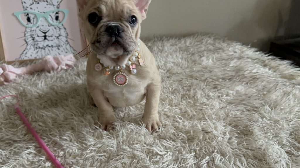 Lily | Fawn Merle French Bulldog Female | Available Now