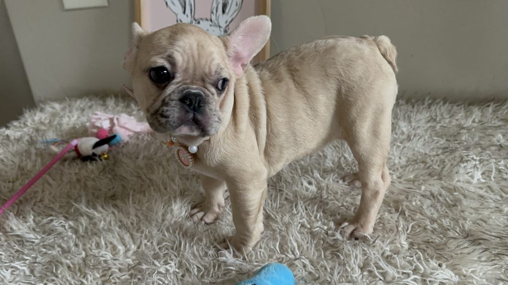 Lily | Fawn Merle French Bulldog Female | Available Now