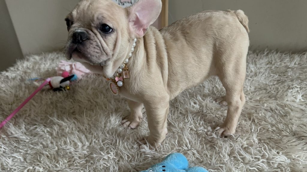 Lily | Fawn Merle French Bulldog Female | Available Now