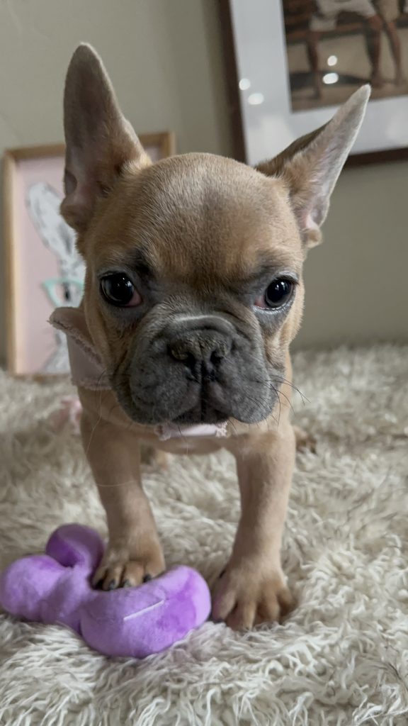 Harley | Blue Fawn French Bulldog Male | Available Now