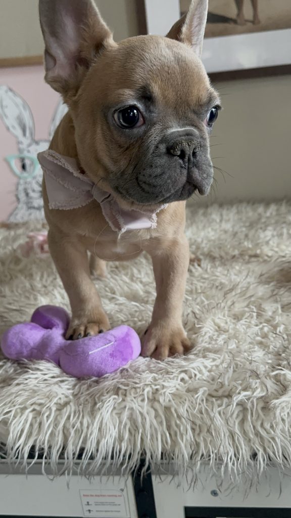 Harley | Blue Fawn French Bulldog Male | Available Now