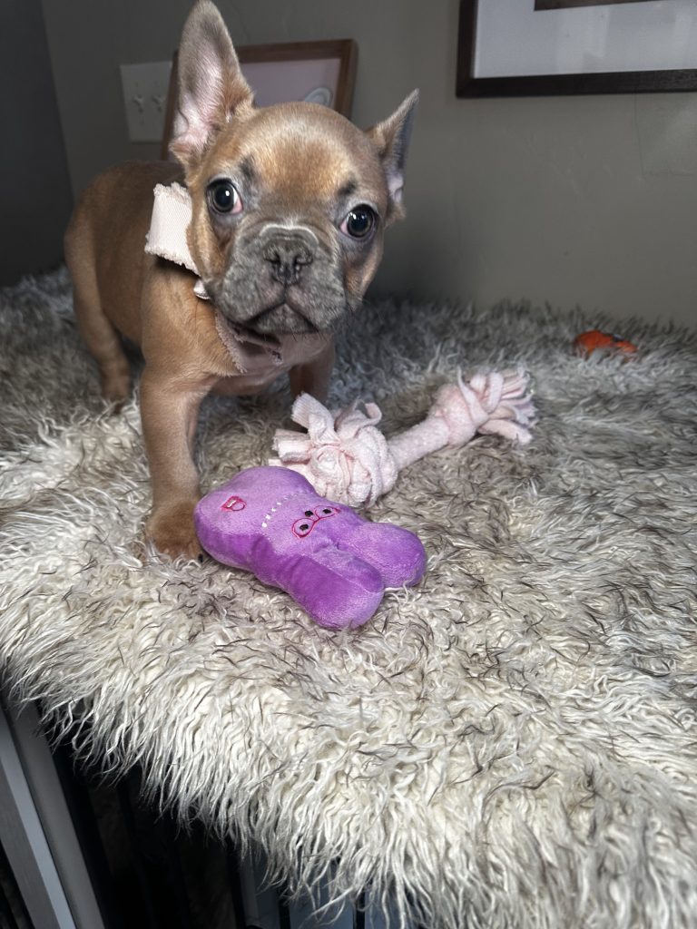 Harley | Blue Fawn French Bulldog Male | Available Now