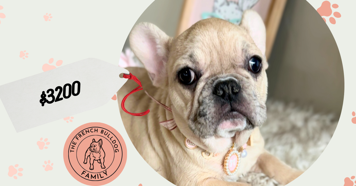 Lily | Fawn Merle French Bulldog Female | Available Now