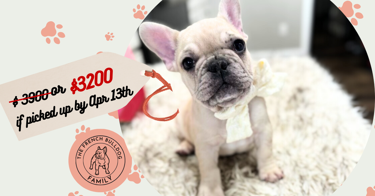 Lucky | Fawn Merle French Bulldog Male | The Stunning
