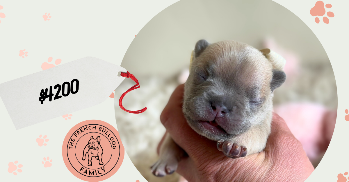 Olive | Lilac Fawn French Bulldog Female | Available in June 2025
