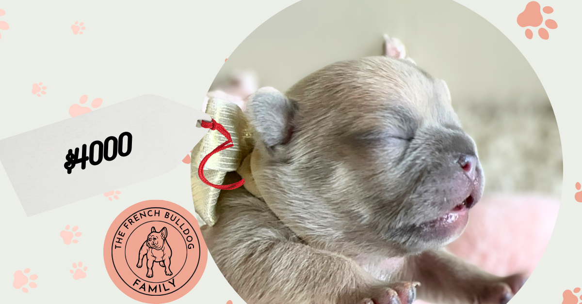 Otto | Lilac Fawn French Bulldog Male | Available in June 2025