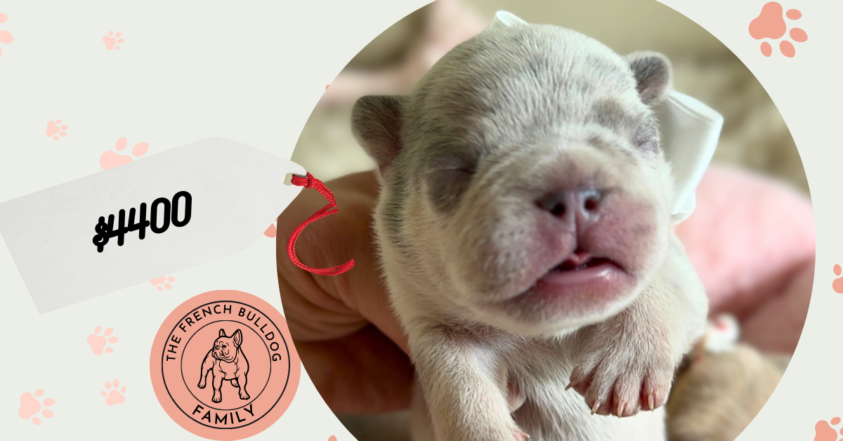 Oscar | Lilac Merle French Bulldog Male | Available in June 2025