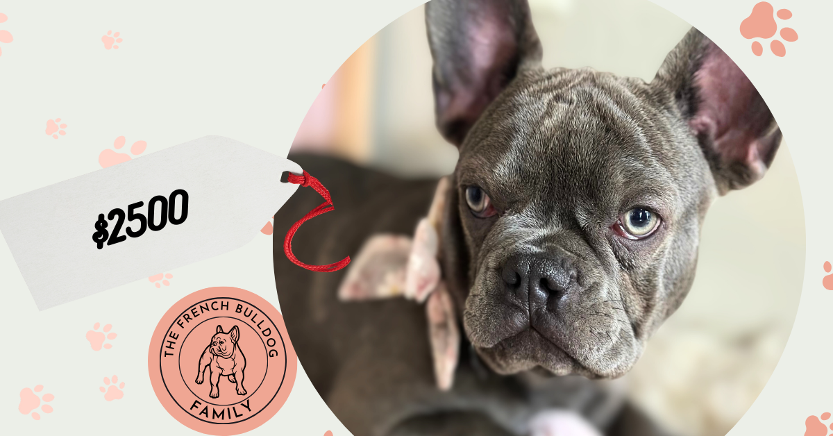 Farha | Blue French Bulldog Female | Available Now
