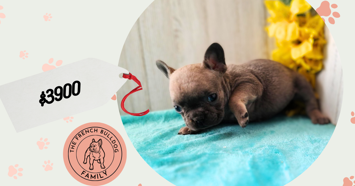 Neptune | Blue Sable French Bulldog Female | Available in May 2025