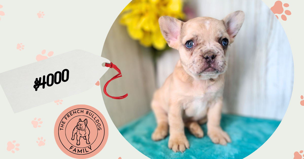 Olive | Blue Fawn Merely French Bulldog Female | Available in April 2025