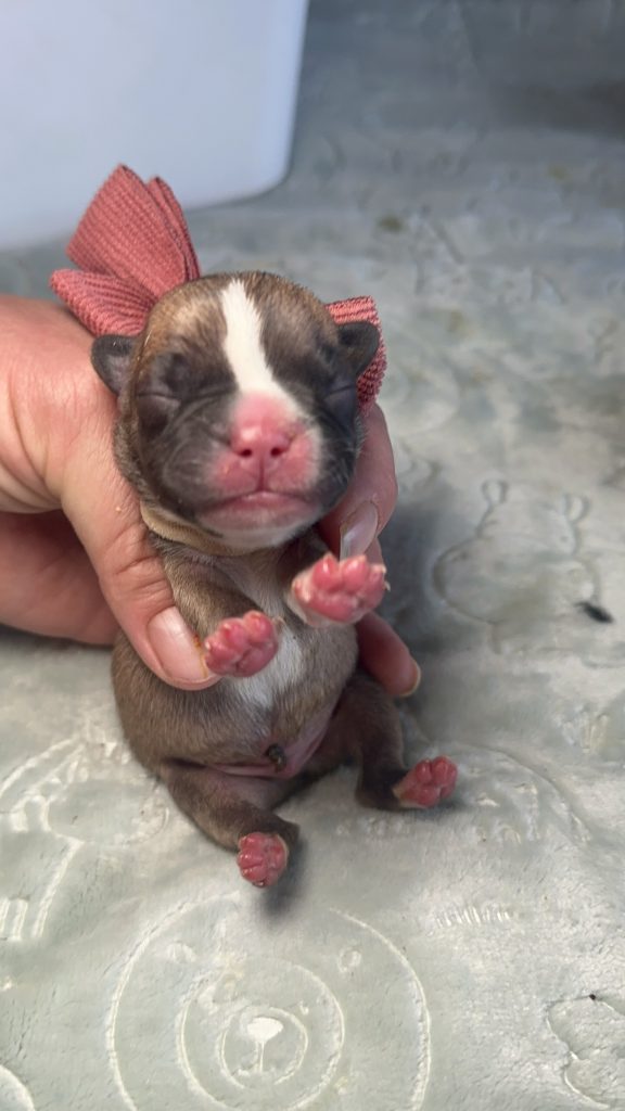 Rider | Fawn & White French Bulldog Male | Available in July 2025