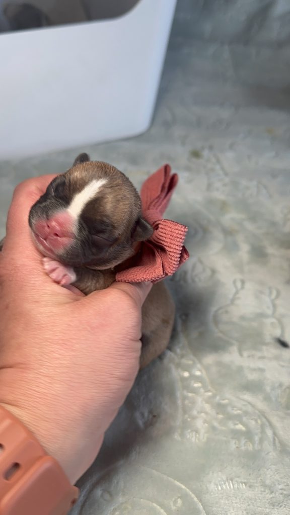 Rider | Fawn & White French Bulldog Male | Available in July 2025