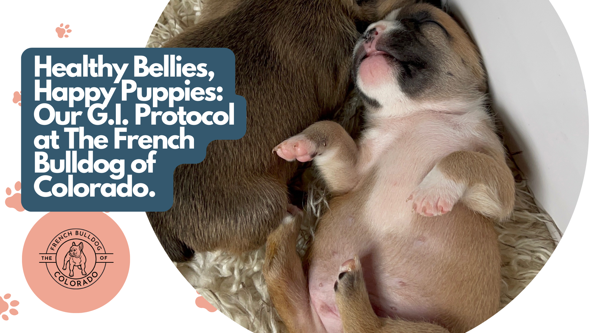 Healthy French Bulldog puppy laying on back showing clean, round belly.m