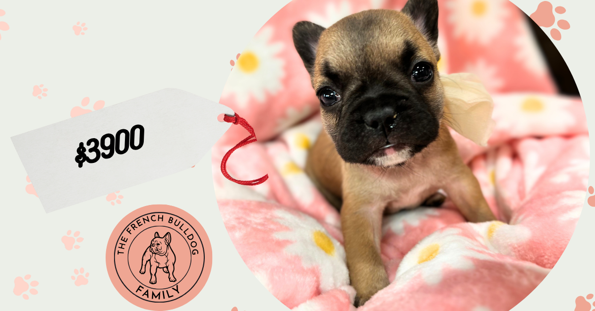 Rosie | Sable French Bulldog Female | Available in July 2025
