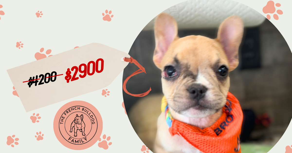 Rocky | Fawn Merle French Bulldog Male | Available in July 2025