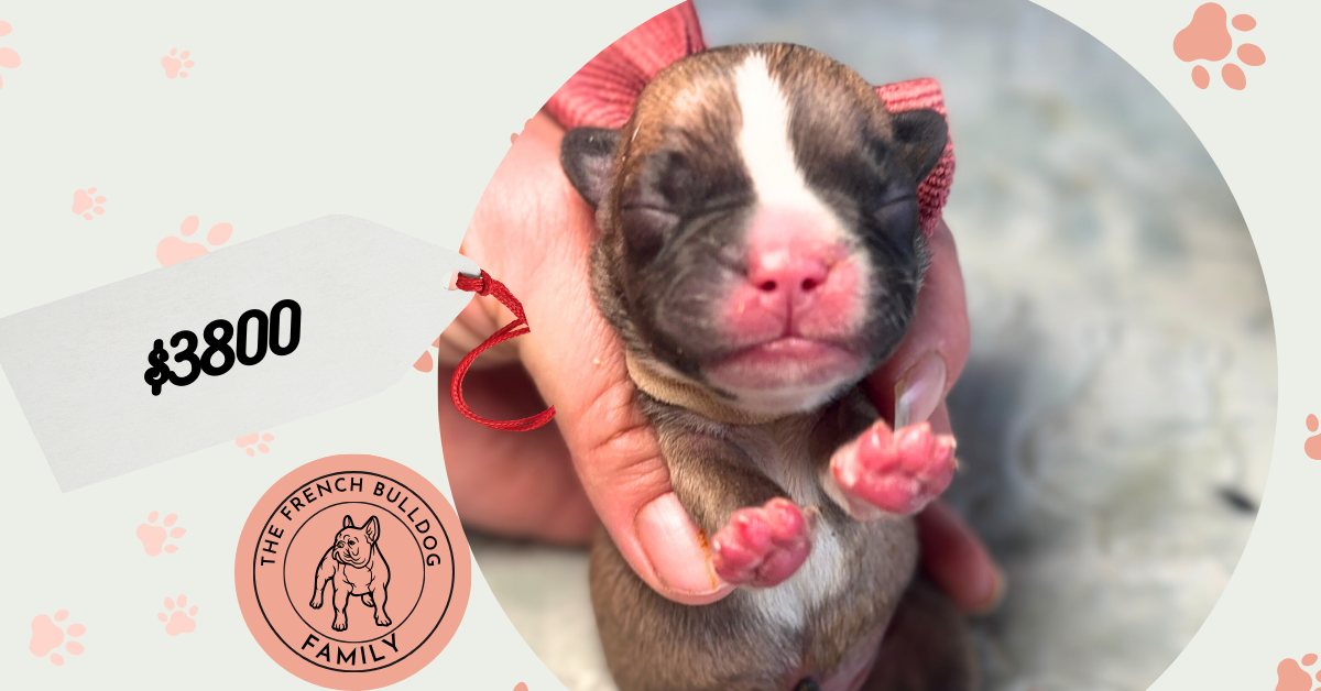 Rider | Fawn & White French Bulldog Male | Available in July 2025