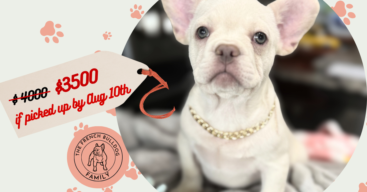 Pretzel | Platinum Cream French Bulldog Male | Available Now