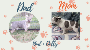 Frenchie's Parents - Bud & Dolly