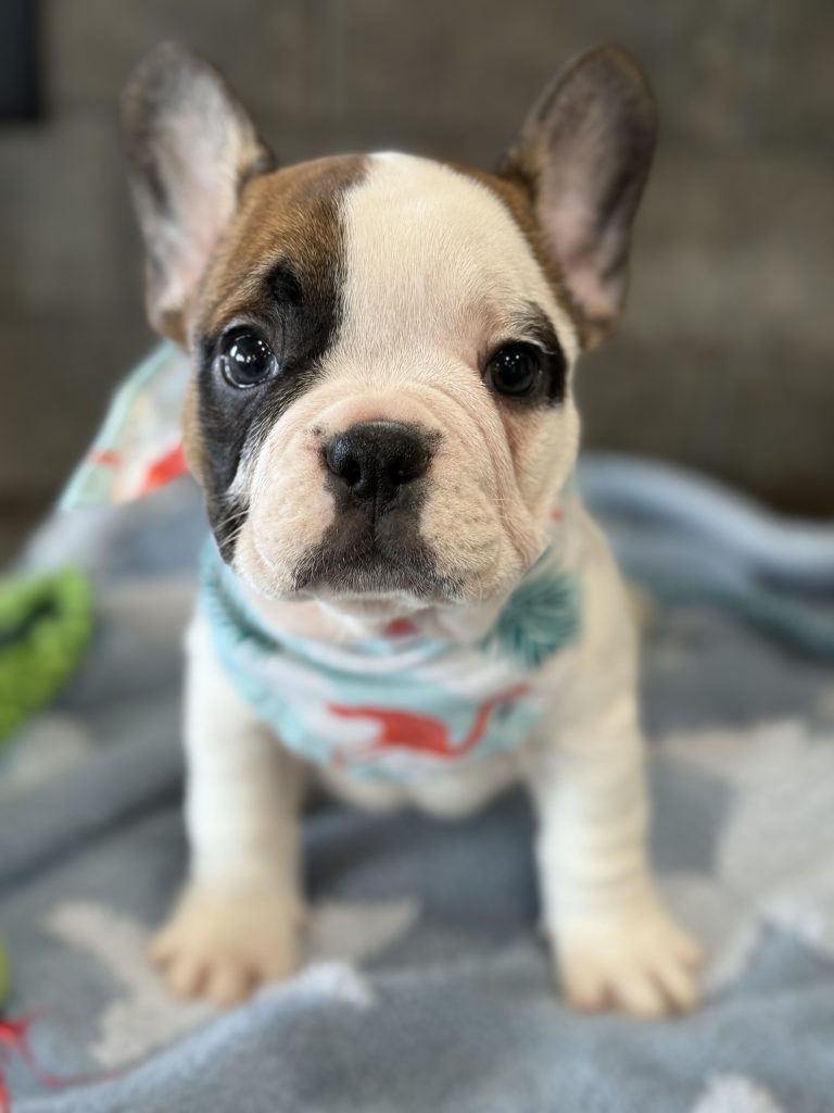 Simon | Fawn Pied French Bulldog Male | Available in July 2025