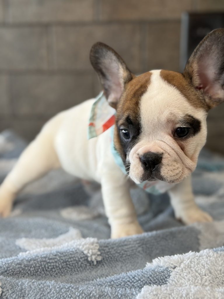 Simon | Fawn Pied French Bulldog Male | Available in July 2025