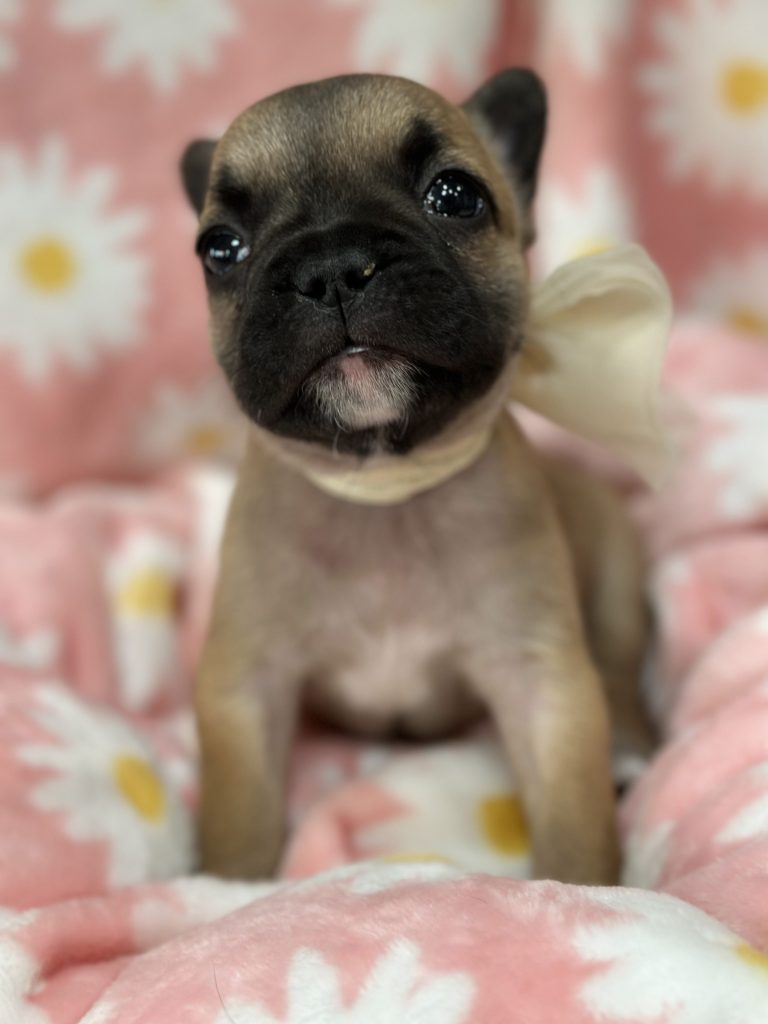 Rosie | Sable French Bulldog Female | Available in July 2025