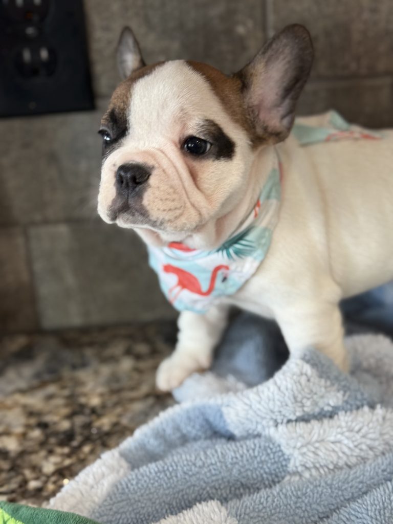 Simon | Fawn Pied French Bulldog Male | Available in July 2025
