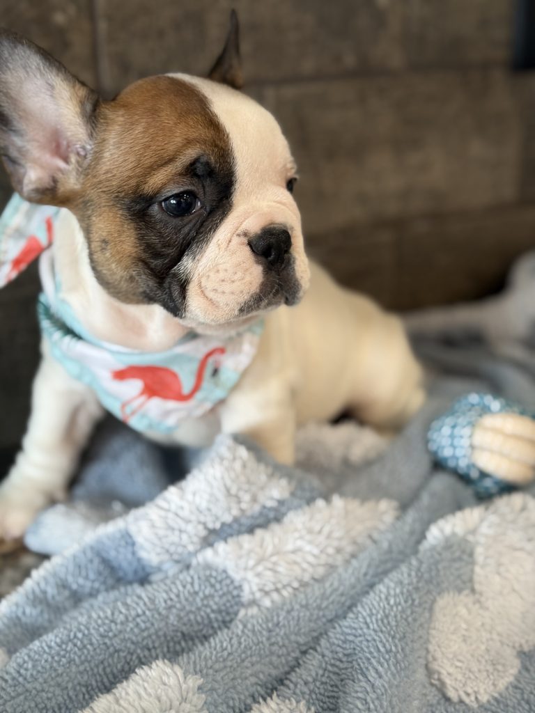 Simon | Fawn Pied French Bulldog Male | Available in July 2025