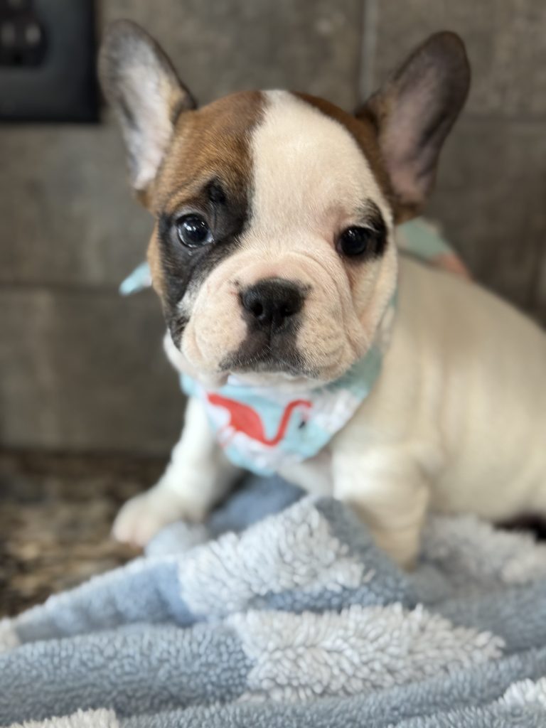 Simon | Fawn Pied French Bulldog Male | Available in July 2025