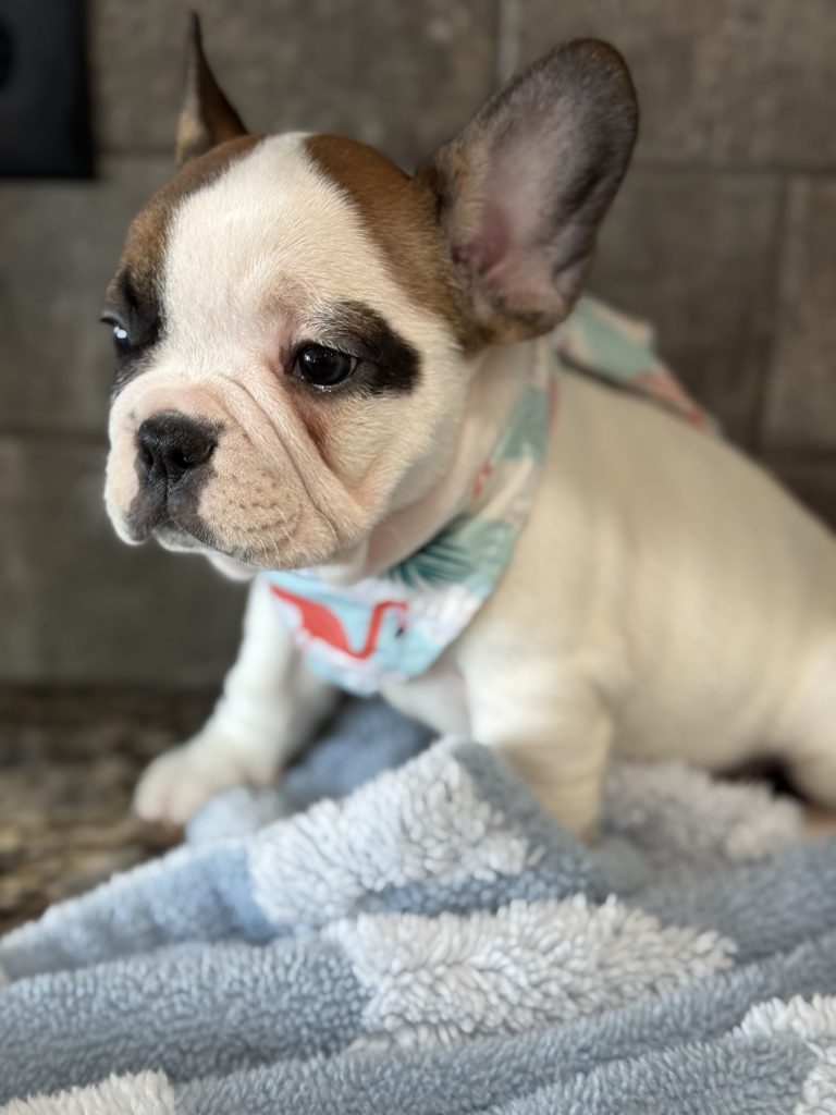 Simon | Fawn Pied French Bulldog Male | Available in July 2025