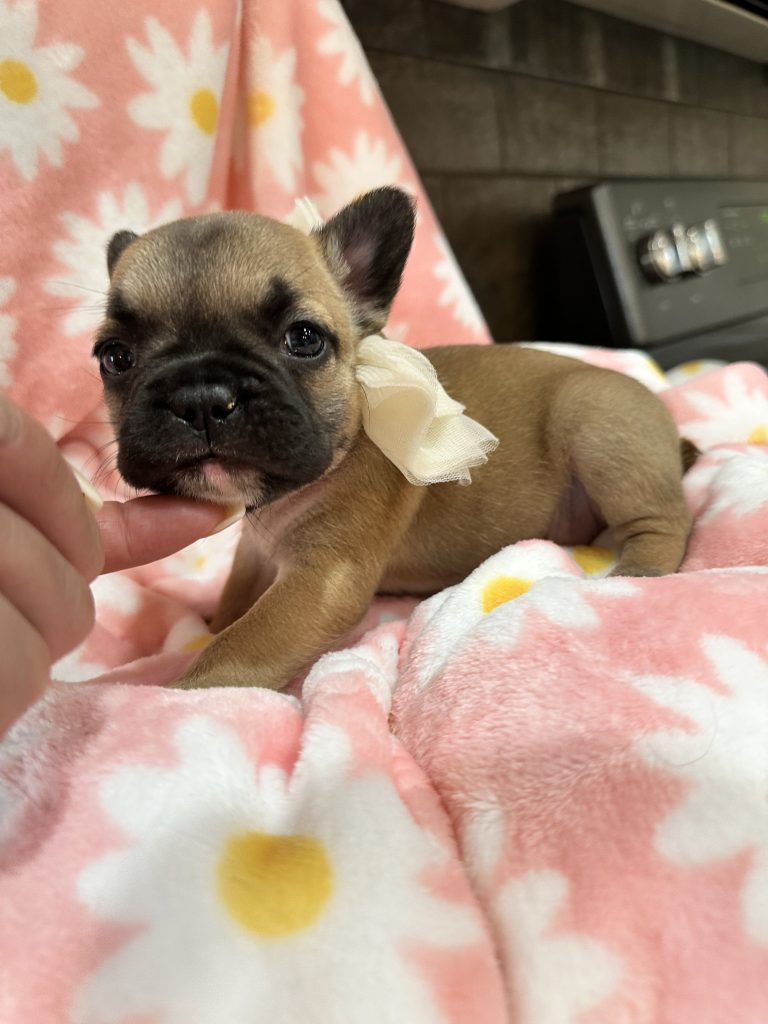 Rosie | Sable French Bulldog Female | Available in July 2025