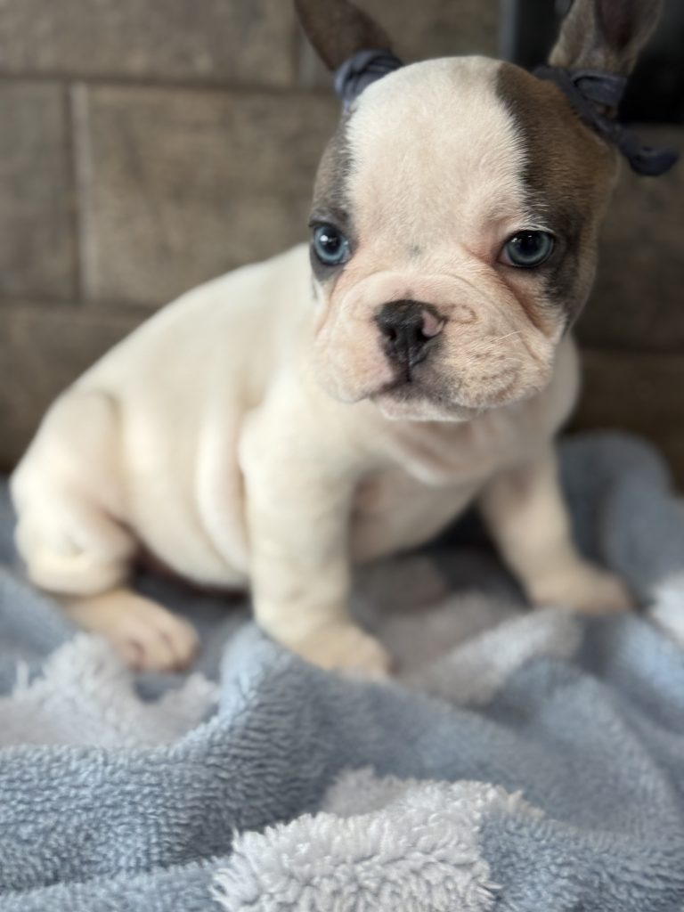 Spencer | Fawn Pied French Bulldog Male | Available in July 2025