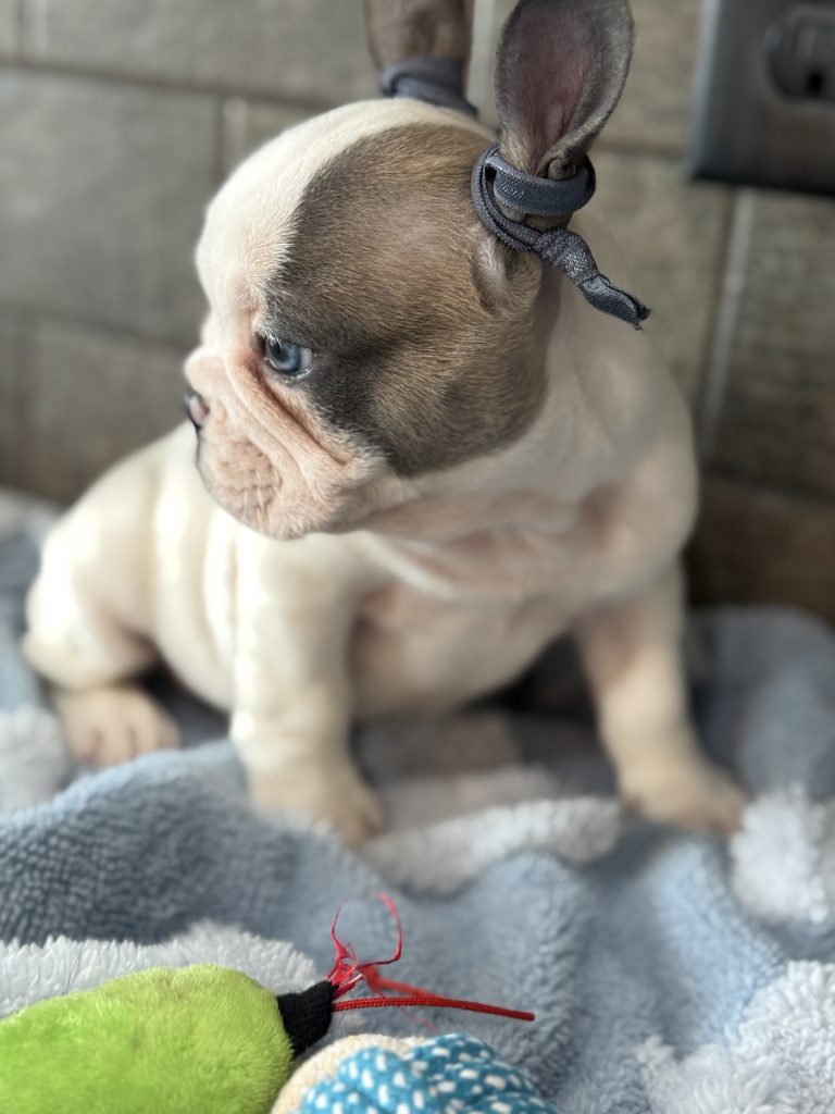 Spencer | Fawn Pied French Bulldog Male | Available in July 2025
