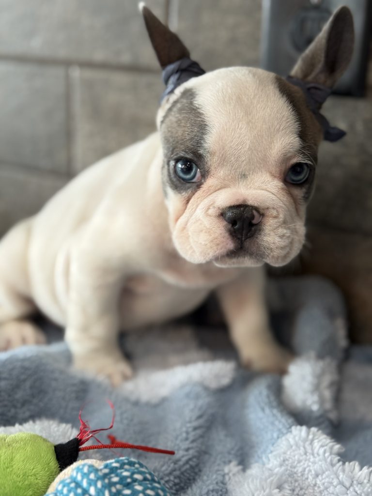 Spencer | Fawn Pied French Bulldog Male | Available in July 2025