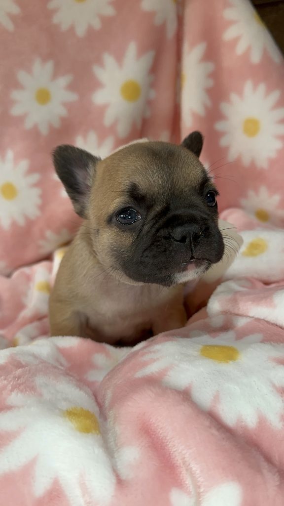 Rosie | Sable French Bulldog Female | Available in July 2025
