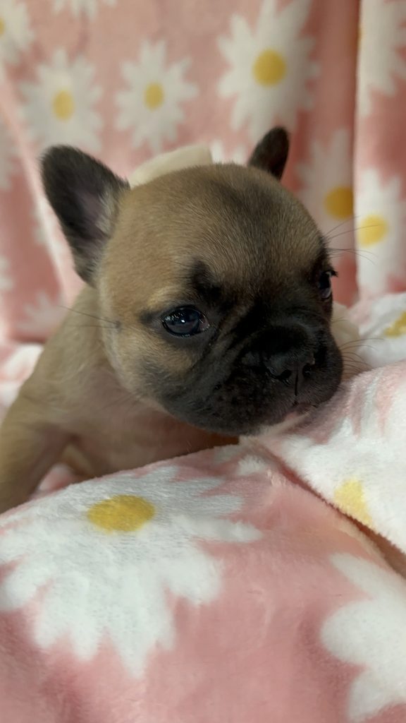 Rosie | Sable French Bulldog Female | Available in July 2025