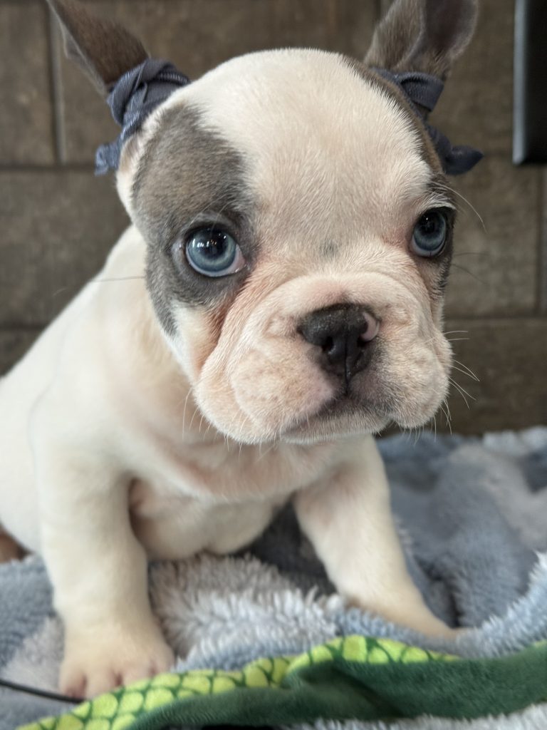Spencer | Fawn Pied French Bulldog Male | Available in July 2025