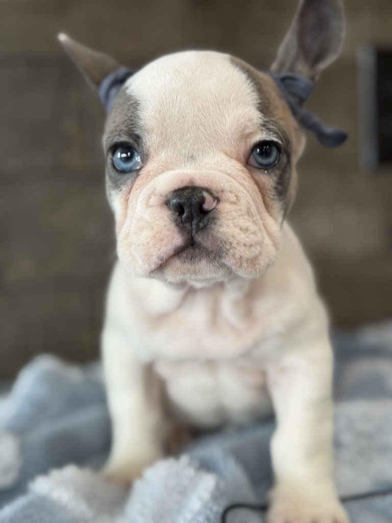 Spencer | Fawn Pied French Bulldog Male | Available in July 2025