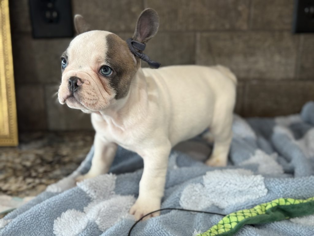 Spencer | Fawn Pied French Bulldog Male | Available in July 2025