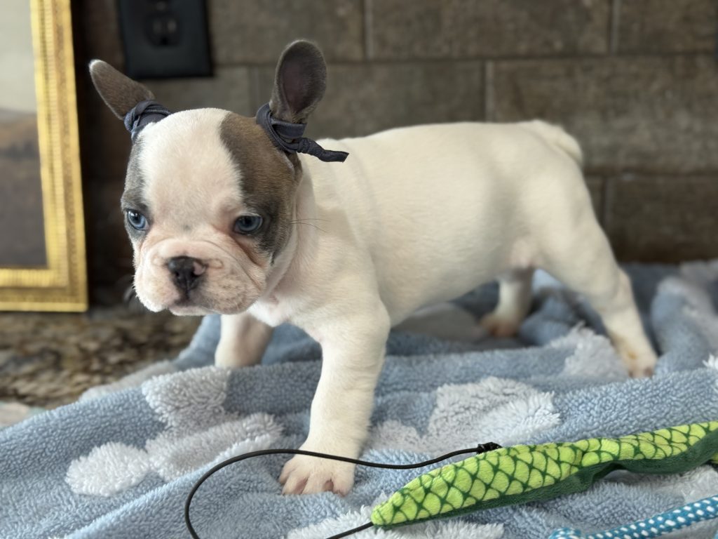 Spencer | Fawn Pied French Bulldog Male | Available in July 2025
