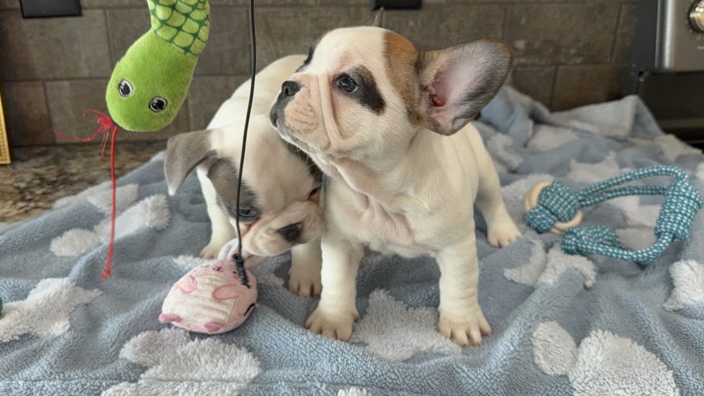 Simon | Fawn Pied French Bulldog Male | Available in July 2025