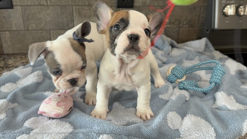 Simon | Fawn Pied French Bulldog Male | Available in July 2025