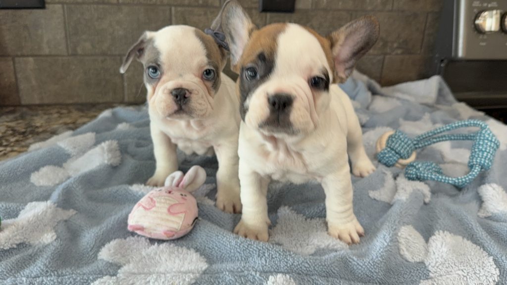 Simon | Fawn Pied French Bulldog Male | Available in July 2025